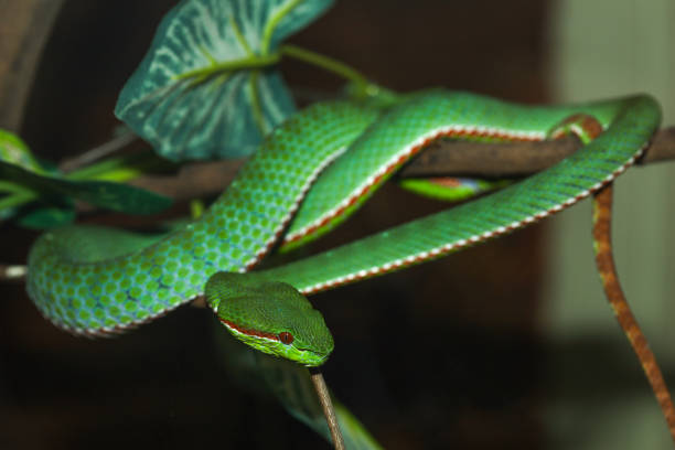 istock The pope green pit viper snake in forest 2163643517