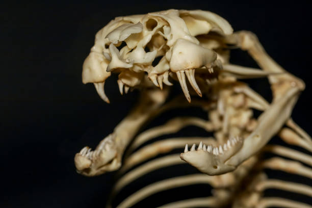 A close-up image of an artistic skull sculpture adorned with intricate detailing and golden accents, highlighting its craftsmanship and evoking a dark and mysterious atmosphere.