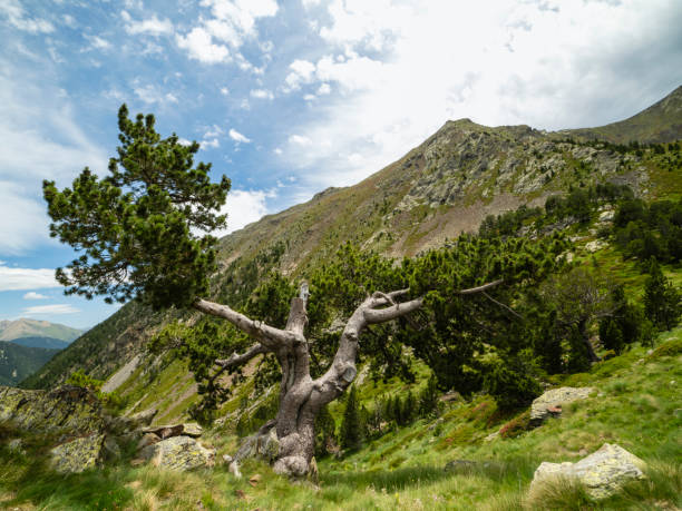 Mountain landscape in the Comapedrosa natural park