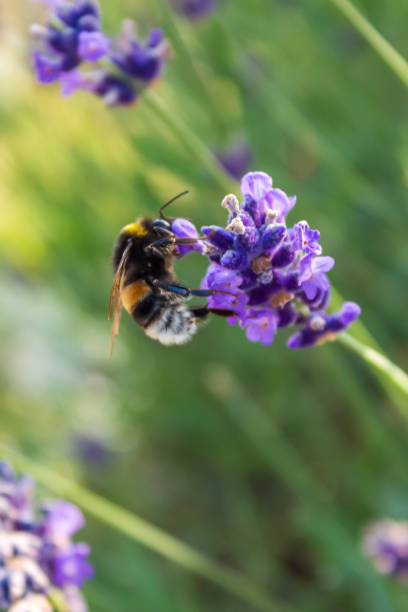 istock A bumblebee arrived to pollinate a flower 2163643841