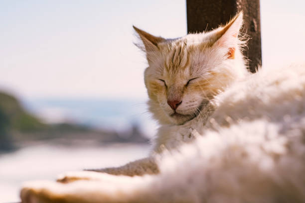 Cat relaxes on pier above sea