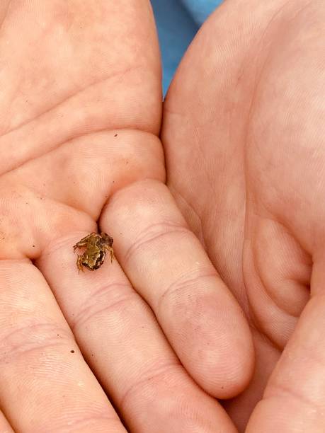istock A very cute, small baby frog 2163645113