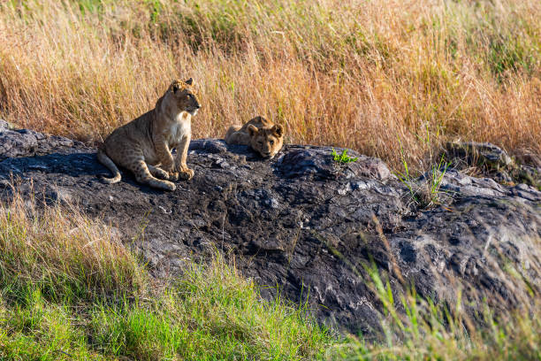 istock Lion Cubs resting on the rocks in wilderness 2163645696