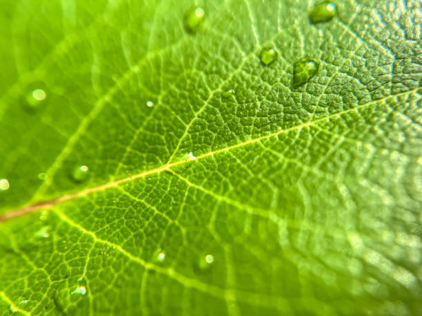 Macro shot of a rain-soaked leaf