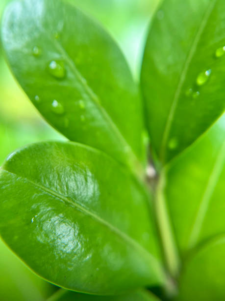 istock Macro shot of a rain-soaked leaf 2163649843