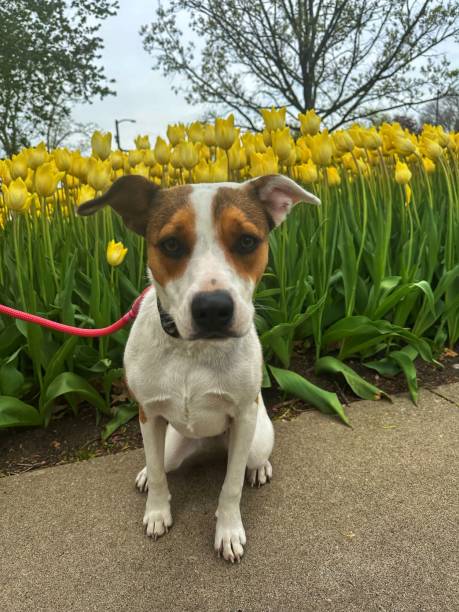istock Dog in front of flowers 2163651342