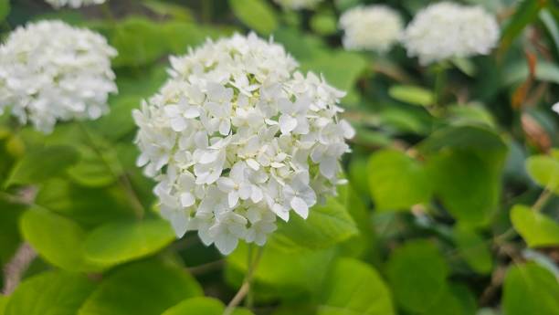 istock Lush beautiful white hydrangea flowers in a garden bed. 2163652736