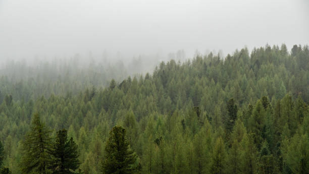 istock Enigmatic Alpine Forest: Spruce Trees Veiled in Soft Fog 2163653024