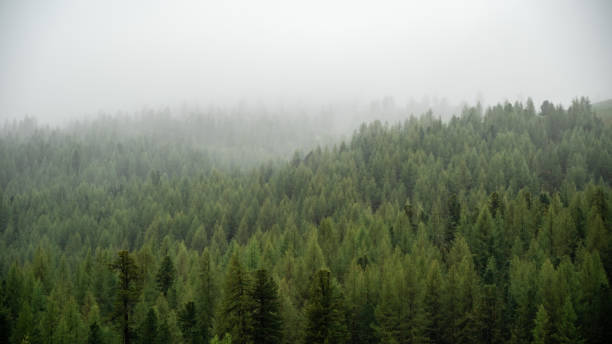 Fog-Enveloped Spruce Trees: A Serene Alpine Forest Scene