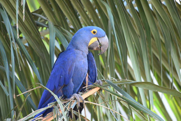 istock Hyacinth Macaw ( Anodorhynchus hyacinthinus) foraging in a palm tree 2163654175
