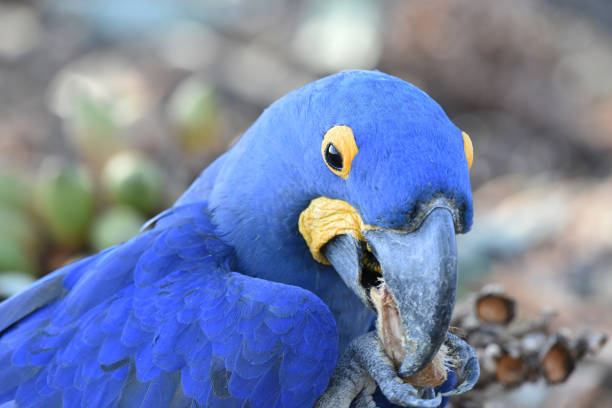 The majority of the hyacinth macaw diet is composed of nuts from specific palm species, such as acuri and bocaiuva palms. They have very strong beaks for eating the kernels of hard nuts and seeds. Their strong beaks are even able to crack coconuts, the large Brazil nut pods, and macadamia nuts. The birds also boast dry, smooth tongues with a bone inside them that makes them an effective tool for tapping into fruits.