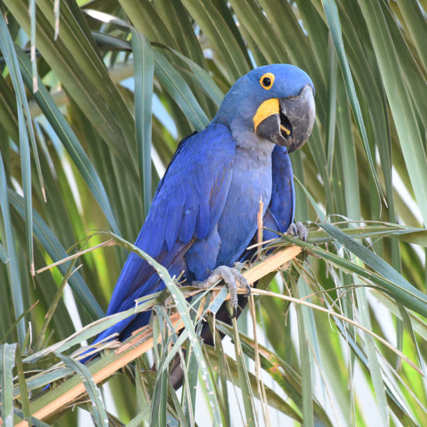 istock Hyacinth Macaw ( Anodorhynchus hyacinthinus) foraging in a palm tree 2163654186