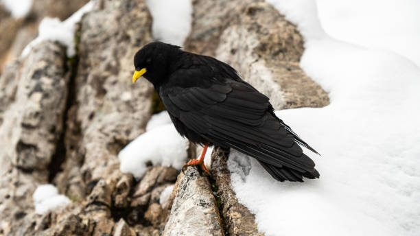 istock Snowy Serenity: Pyrrhocorax Graculus Perched on a Rock in the Cir Group, Dolomites 2163654187