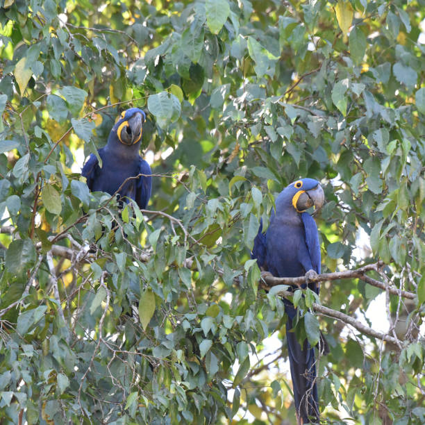 istock Pair of Hyacinth Macaws( Anodorhynchus hyacinthinus) sitting in a tree 2163654195