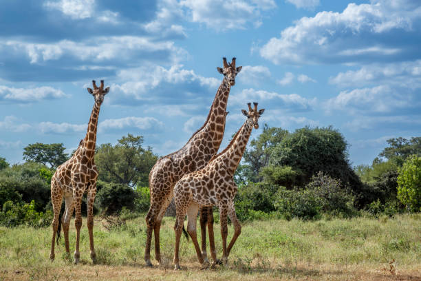 istock Giraffe in Kruger National park, South Africa 2163655152