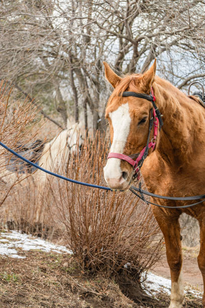 brown horse in the forest