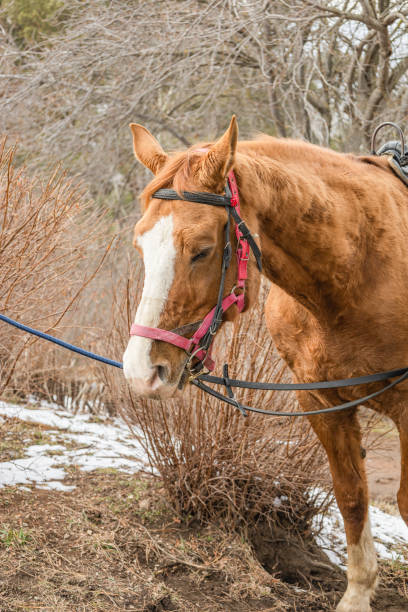istock brown horse in the forest 2163656048