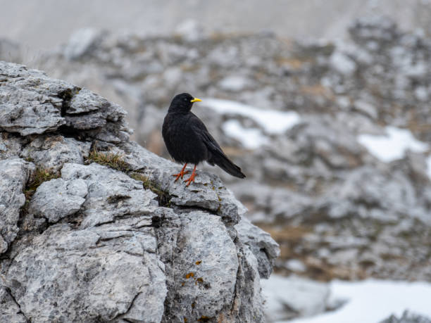 istock Pyrrhocorax Graculus Perched on a Mordor-Like Rock in Val Vallunga 2163656207