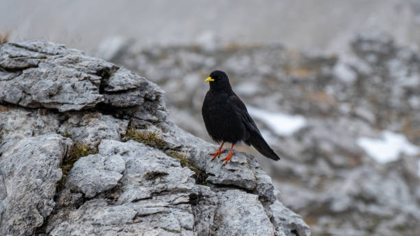 istock Mordor Vibes: Pyrrhocorax Graculus on a Stark Rock in Val Vallunga 2163656217