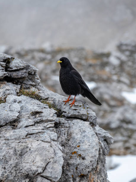 istock The Black Scavenger: Pyrrhocorax Graculus Amidst Val Vallunga's Dramatic Landscape 2163656263