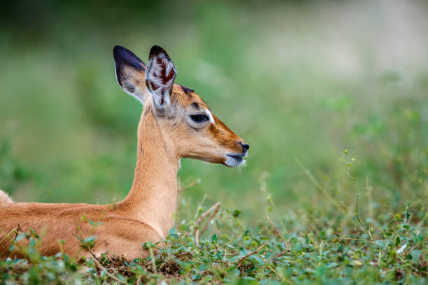 istock Common Impala in Kruger National park, South Africa 2163656277