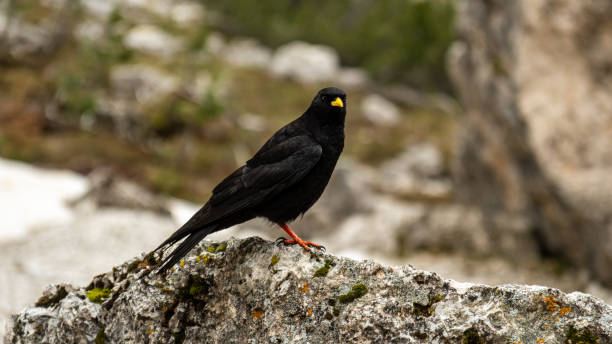 istock Mordor-Inspired Setting: Pyrrhocorax Graculus Amidst Val Vallungas Rugged Terrain 2163656403