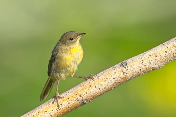 istock Cute vireo songbird on a perch. 2163656867