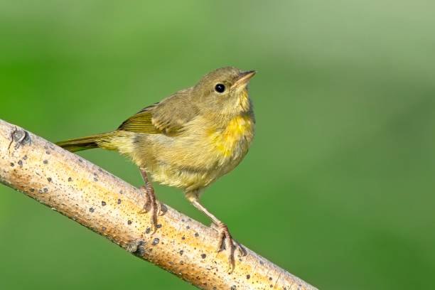 istock Small vireo looks up from its perch. 2163656868