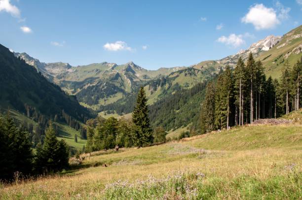 istock landscape in the Alps with mountains, meadows, trees 2163657134