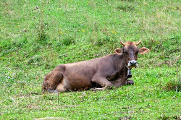 istock cow with cowbell in the meadow 2163657136