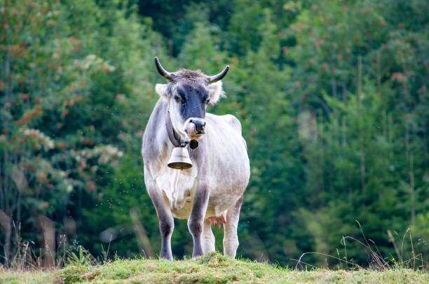 cow with cowbell in the meadow