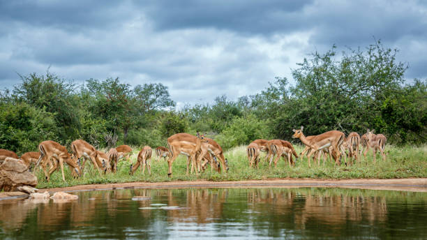 istock Common Impala in Kruger National park, South Africa 2163657219