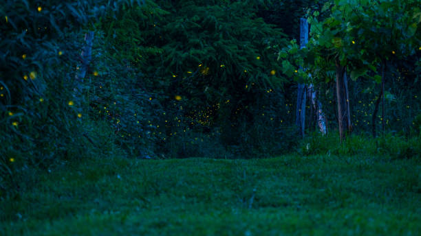 istock A Symphony of Light: Fireflies Dance in Italys Rustic Landscape 2163657366