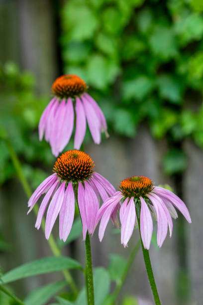 istock Purple Coneflowers 2163658374