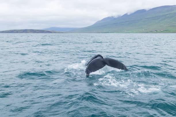 istock Whale watching from Akureyri, Iceland. Whale in nature 2163658518