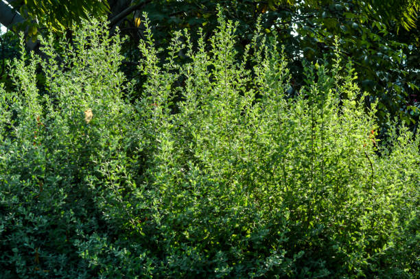 istock Lush Green Foliage of Texas Sage 2163658558