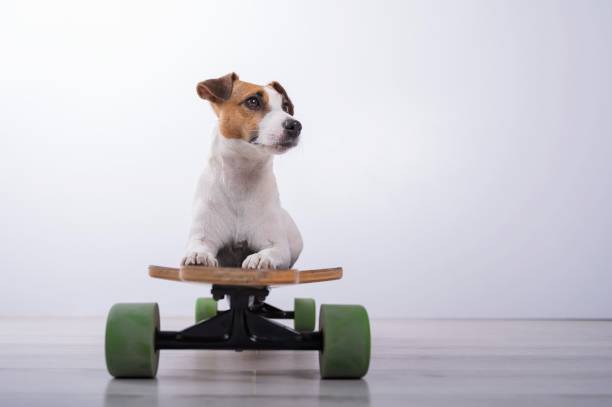 istock Dog jack russell terrier on a longboard in the studio on a white background. 2163659675