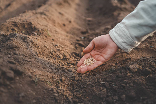 istock Farmer's hand planting seed in soil 2163659966