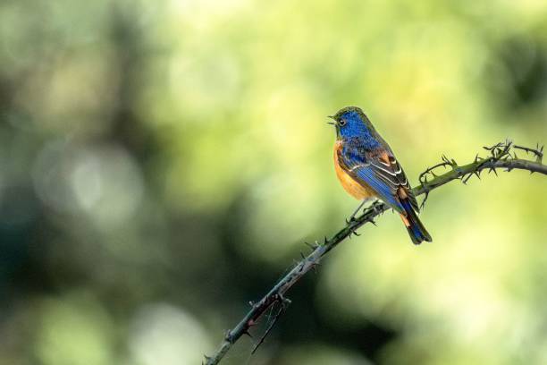 istock Birds of India: Blue-fronted Redstart in Chopta Valley, Uttarakhand, India 2163662764