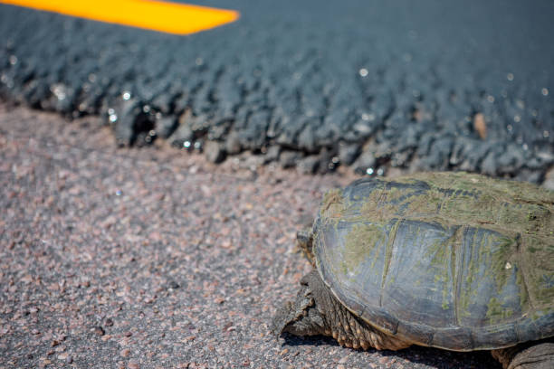 istock Selective focus on a large snapping turtle crossing a paved road in search of new territory. 2163663405