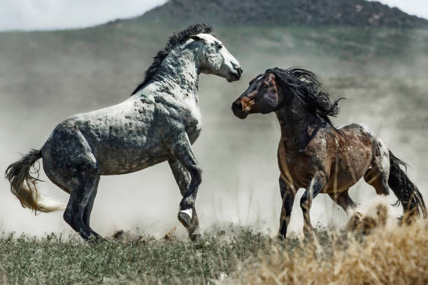 Wild Horses Challenging Each Other 1