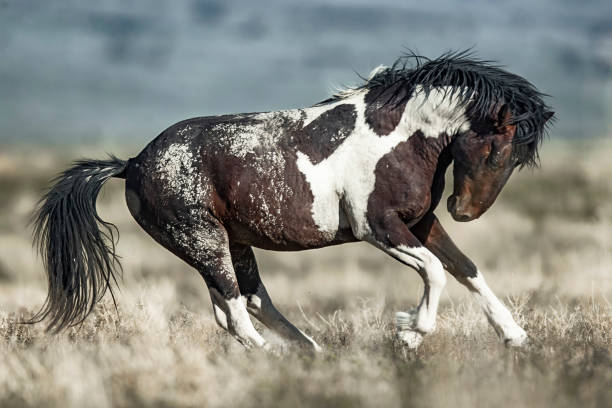 Wild Horse Pinto Being Frisky