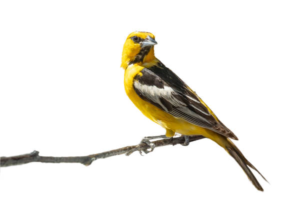 istock Bullock's Oriole Bird Close-up Perched on a Branch Isolated on a White Background. 2163665093