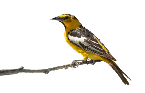 Bullock's Oriole Bird Close-up Perched on a Branch Isolated on a White Background.