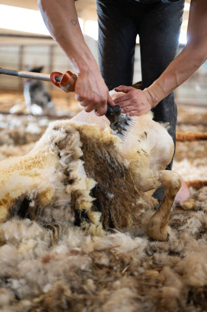 istock Sheep wool shearing by farmer. Shearing the wool from sheep. 2163665401