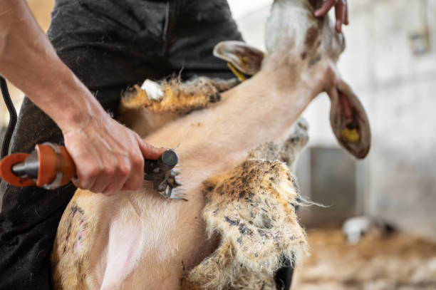 istock Sheep wool shearing by farmer. Shearing the wool from sheep. 2163665408