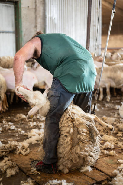 istock Sheep wool shearing by farmer. Shearing the wool from sheep. 2163665460