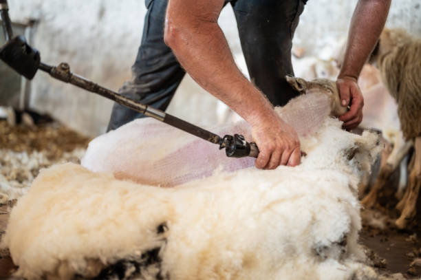 istock Sheep wool shearing by farmer. Shearing the wool from sheep. 2163665818