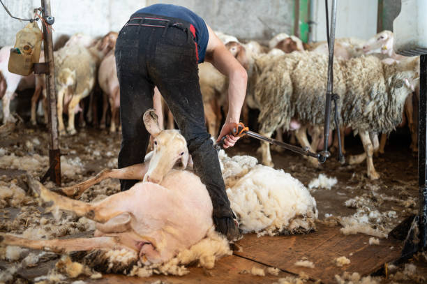 istock Sheep wool shearing by farmer. Shearing the wool from sheep. 2163665856