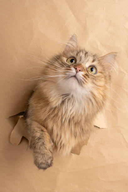 istock A fluffy cat peeks through a torn hole in brown paper, looking upwards with wide eyes 2163665878